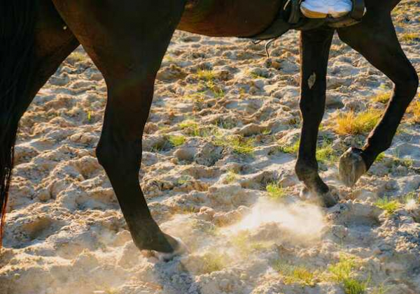 В Дагестане всадник на лошади провалился в древний склеп времен Золотой Орды в Астраханской области