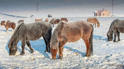 Аномальные морозы в Монголии: дзуд, пожары и новый план действий властей