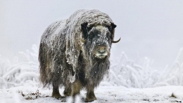 Инсайд. Золотые овцебыки