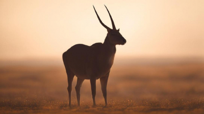 Поохотиться на сайгу в Казахстане приглашают европейских охотников?