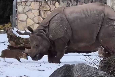В зоопарке во Вроцлаве крохотный олень бросил вызов носорогу