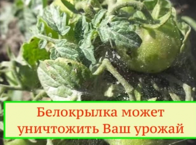 Белокрылка, как справиться.