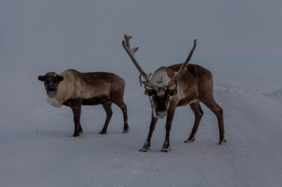 Как люди в тундре в минус сорок пять моются, ходят в туалет и рожают детей? Рассказываю как есть